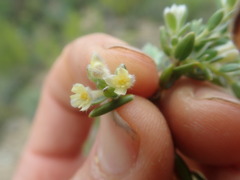 Gnidia francisci