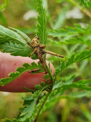 Entomophaga grylli