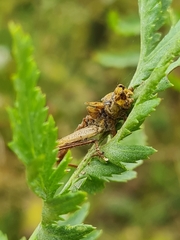 Entomophaga grylli