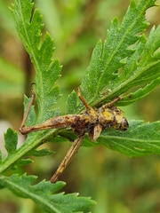 Entomophaga grylli