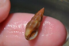 Haedropleura septangularis