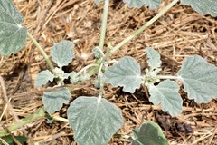 Chrozophora tinctoria