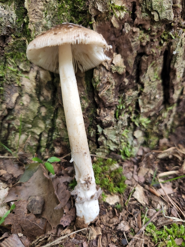 Amanita sect. Vaginatae from Eckerty, IN 47116, USA on August 10, 2022 ...