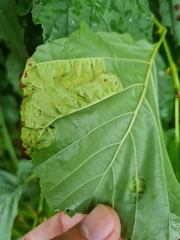Taphrina tosquinetii