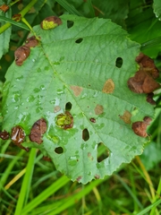 Taphrina tosquinetii