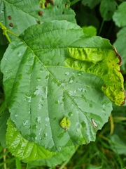 Taphrina tosquinetii