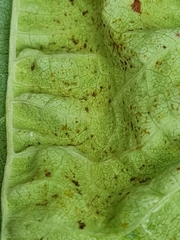 Taphrina tosquinetii