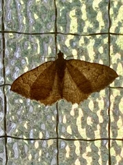 Camptogramma bilineata