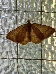 Camptogramma bilineata