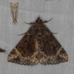 Hypena abalienalis