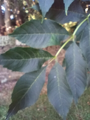 Fraxinus excelsior