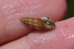 Haedropleura septangularis