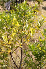 Kraussia floribunda