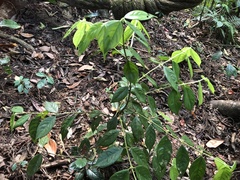 Lasianthus hispidulus