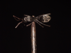 Camponotus parius