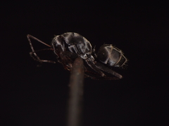 Camponotus parius