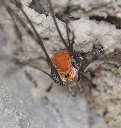 Leiobunum limbatum