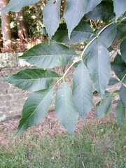 Fraxinus excelsior