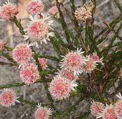 Actinodium cunninghamii