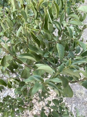 Celtis australis