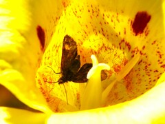 Pyrausta orphisalis