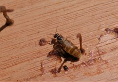 Friesella schrottkyi