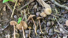 Inocybe subfulva