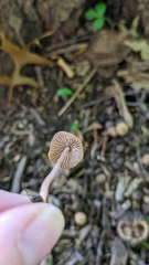 Inocybe subfulva