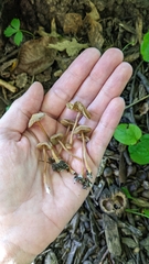 Inocybe subfulva