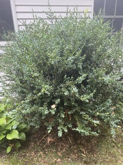 Ilex × meserveae