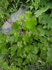 Dioscorea deltoidea