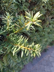 Taxus baccata