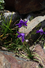 Campanula saxifraga
