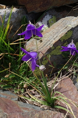 Campanula saxifraga
