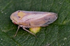Macropsis fuscula