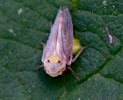 Macropsis fuscula