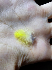 Culicicapa ceylonensis