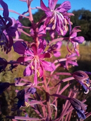 Chamaenerion angustifolium