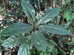 Cinnamomum micranthum