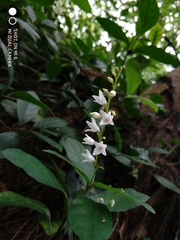 Codonacanthus