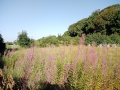 Chamaenerion angustifolium