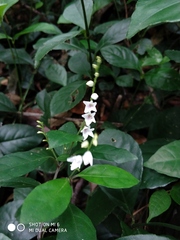 Codonacanthus