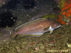 Lotella rhacina