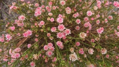 Actinodium cunninghamii