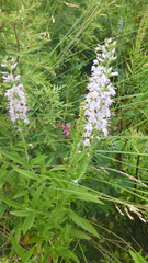 Veronica linariifolia