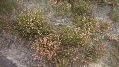 Actinodium cunninghamii