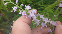 Veronica linariifolia