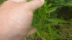 Veronica linariifolia