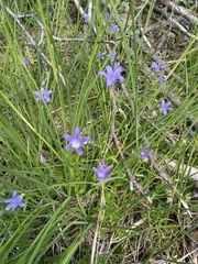 Campanula wilkinsiana