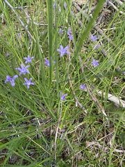 Campanula wilkinsiana